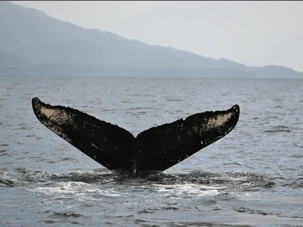 Sitka Scenic Whale Tours - 2