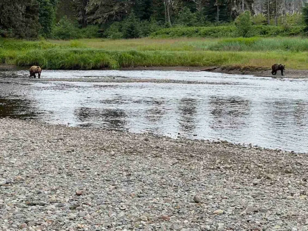 Glacier Bay Bush Plane Fly-in: River Fish / Bear Watch - 3