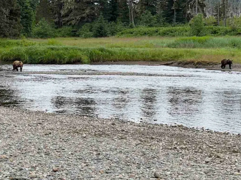 Icy Strait Point Bear Search + Island Adventure - 2