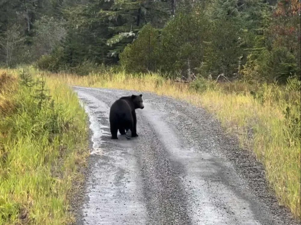 Icy Strait Point Bear Search + Island Adventure - 3