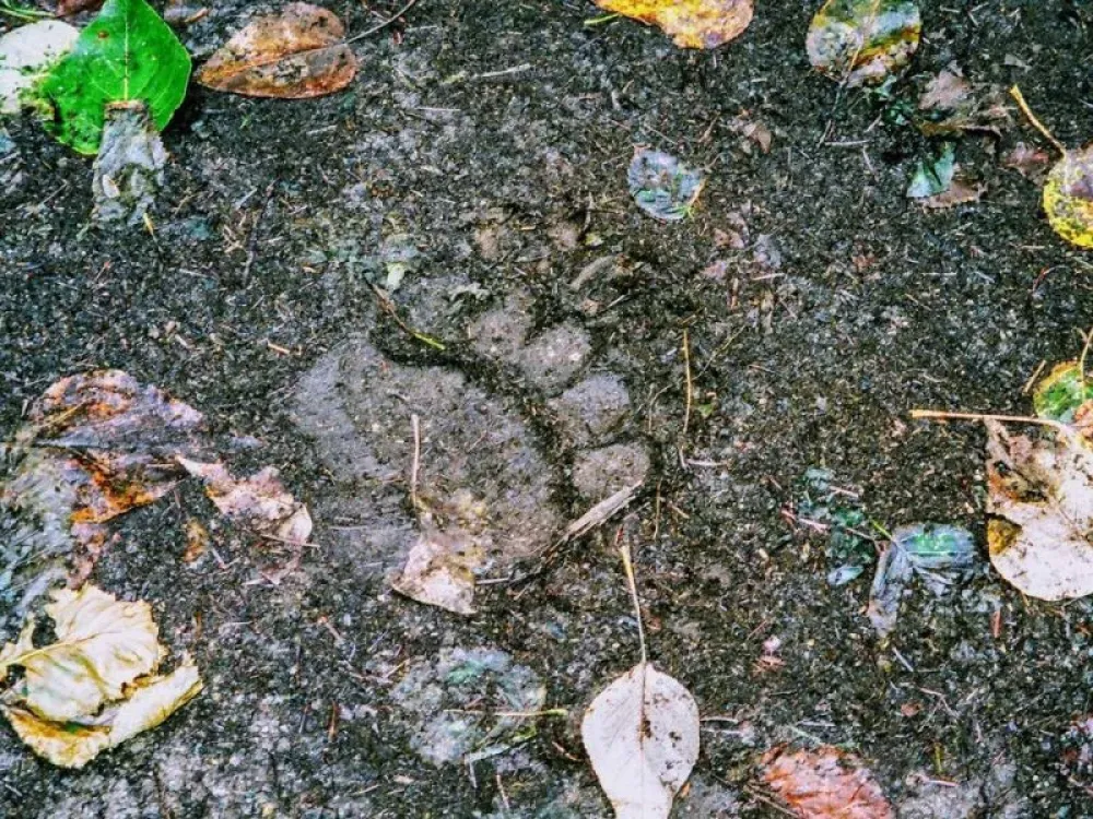 Chilkoot Trail Hike and Float Tour - 5