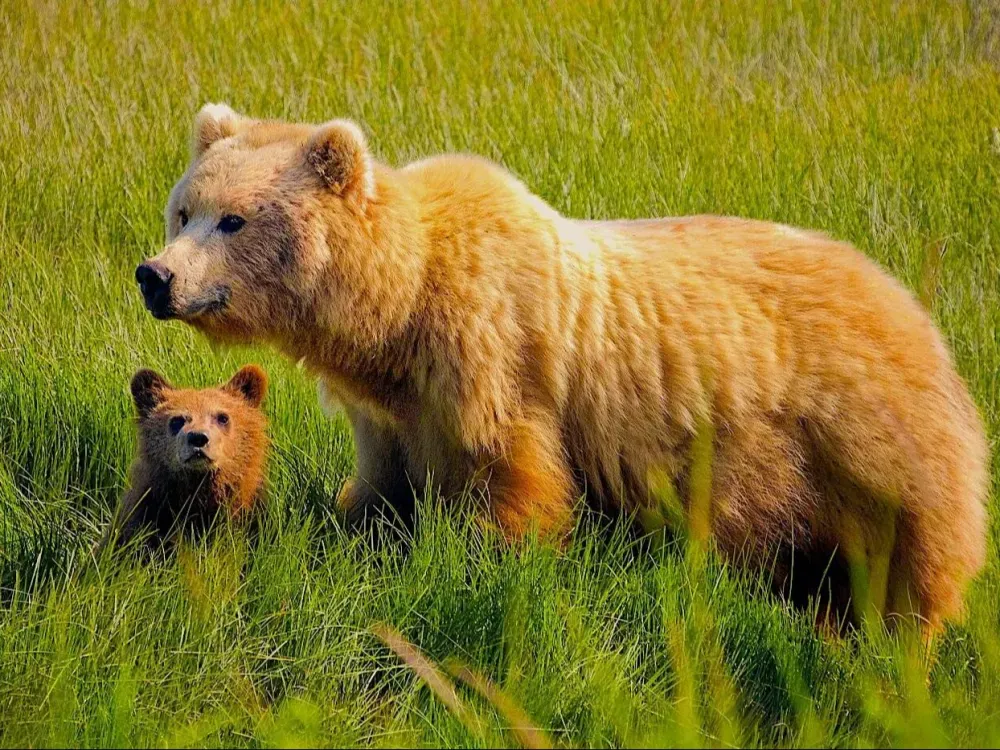Alaska Bear Viewing Experience - 1