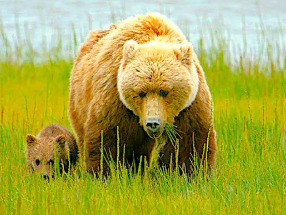Alaska Bear Viewing Experience - 2