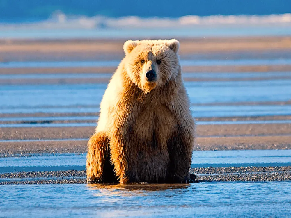 Alaska Bear Viewing Experience - 3