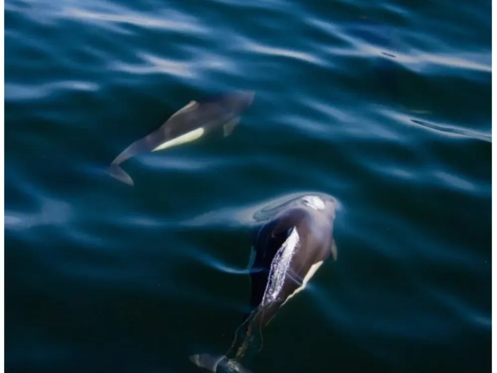 Herring Cove Tour - 5