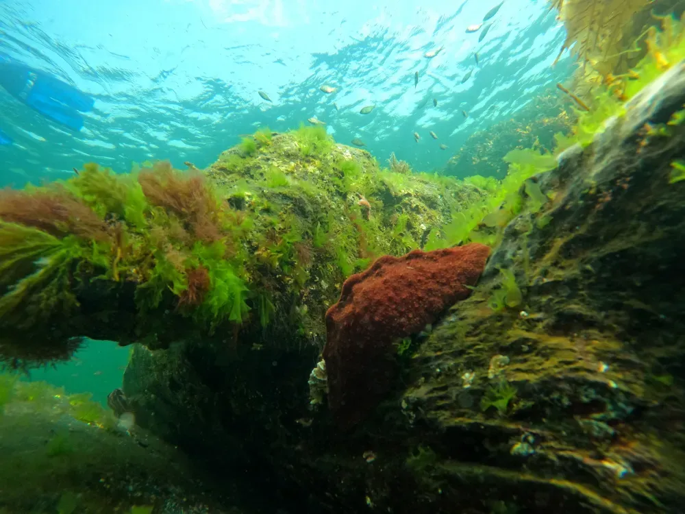 The Mountain Point Snorkeling Adventure - 2