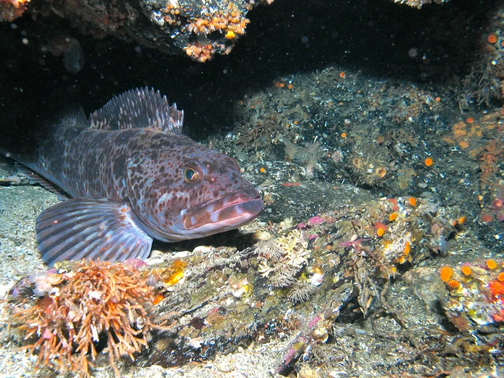The Mountain Point Snorkeling Adventure - 4