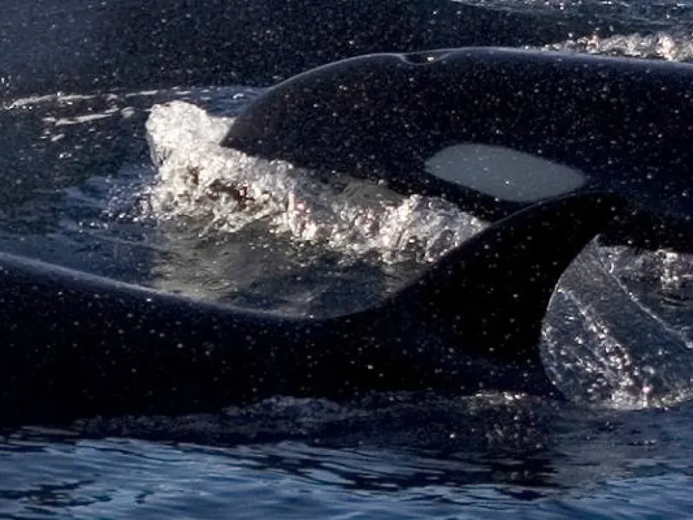 Whale Watching & Wildlife Quest - 4