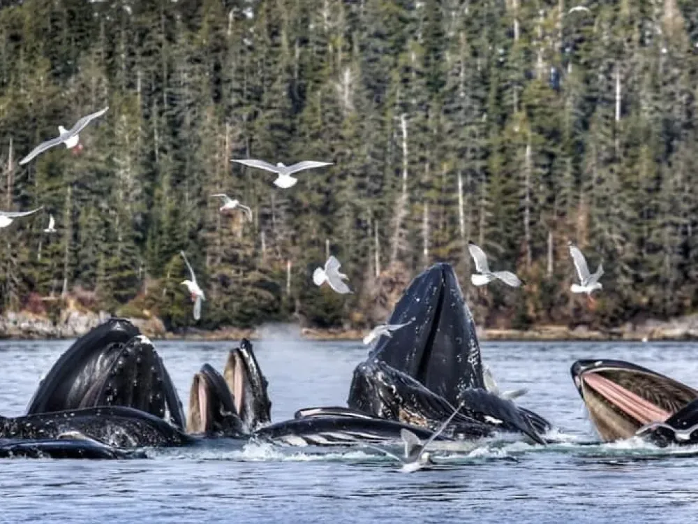 Whale Watching & Wildlife Quest - 3