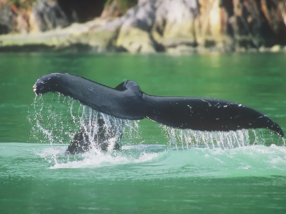 Whale Watching & Wildlife Quest - 1