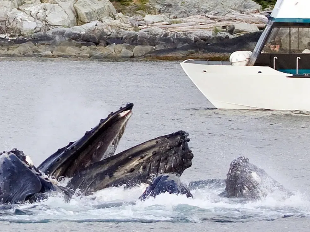Whale Watching & Wildlife Quest - 2