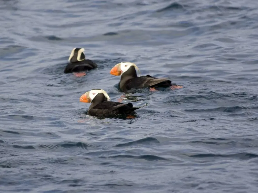 Express Sea Otter & Wildlife Quest - 4