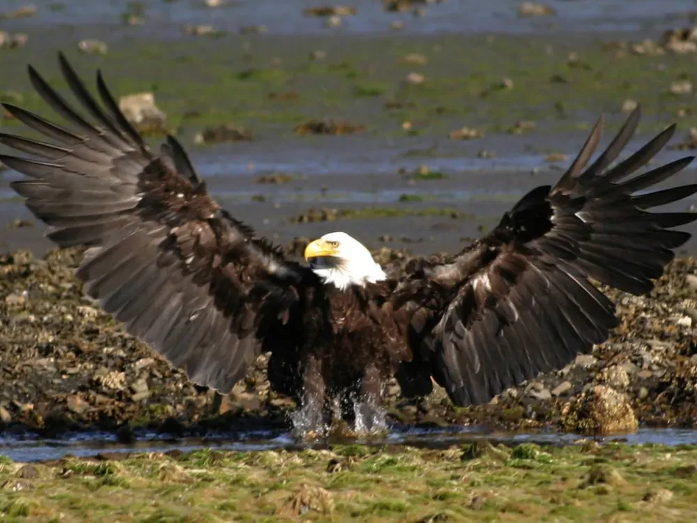 Express Sea Otter & Wildlife Quest - 3