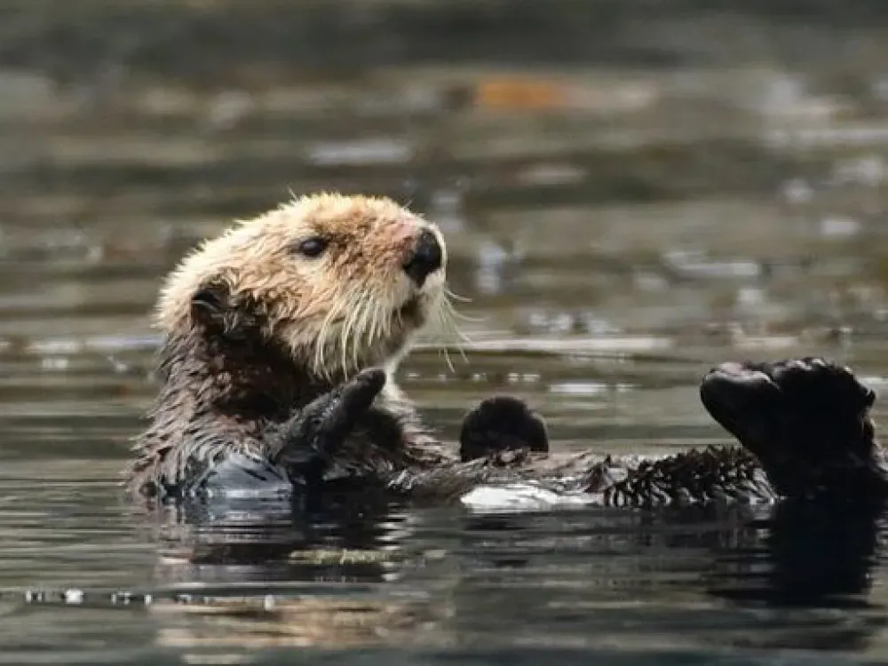Express Sea Otter & Wildlife Quest - 2