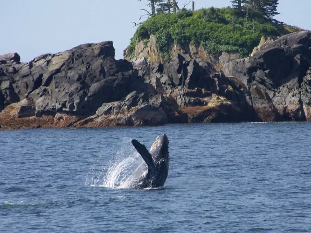 Wildlife Quest & Fin Island Lodge - 1