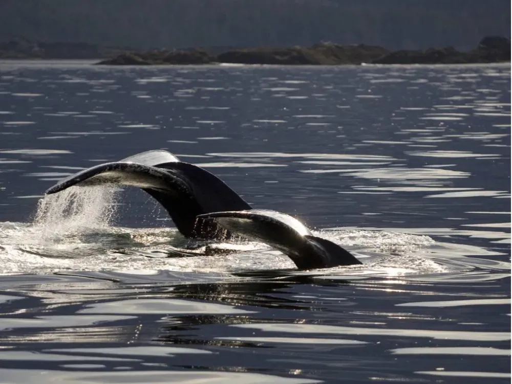 Wildlife Quest & Fin Island Lodge - 2