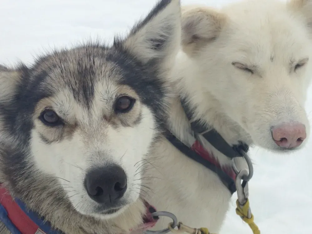 Dog Sled Tour - 4
