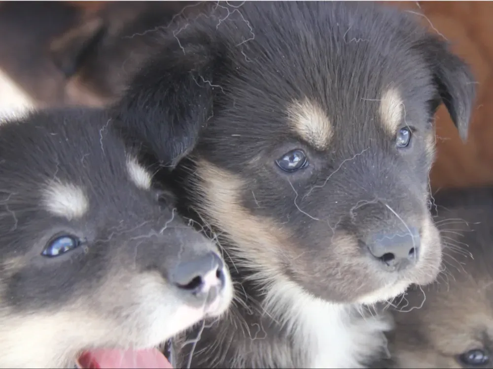 Dog Sled Tour - 5