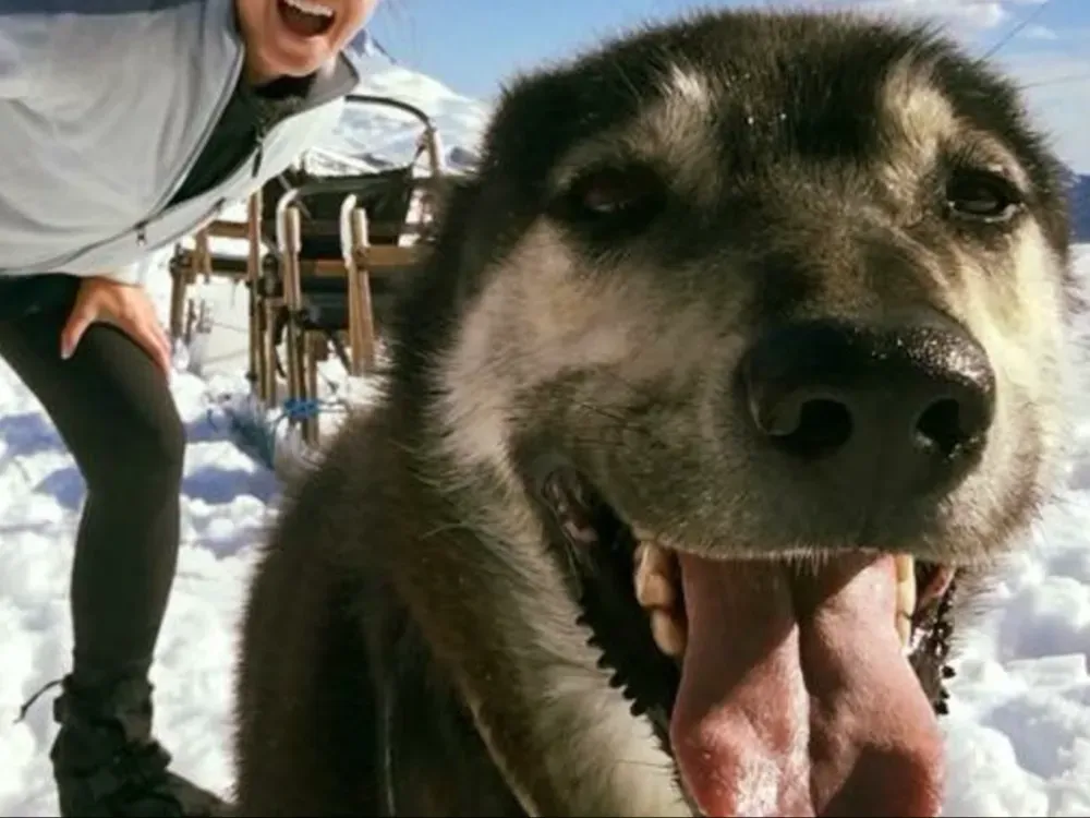 Dog Sled Tour - 3
