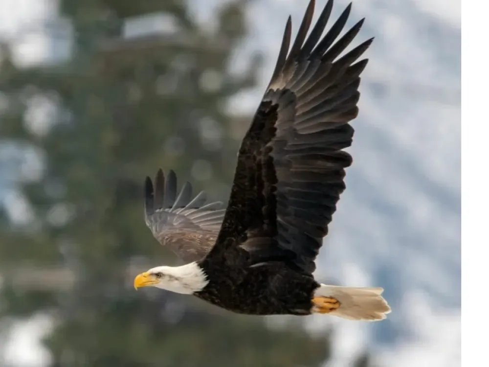 Sitka Sound Safari Wildlife Boat Tour - 2 Hours - 2