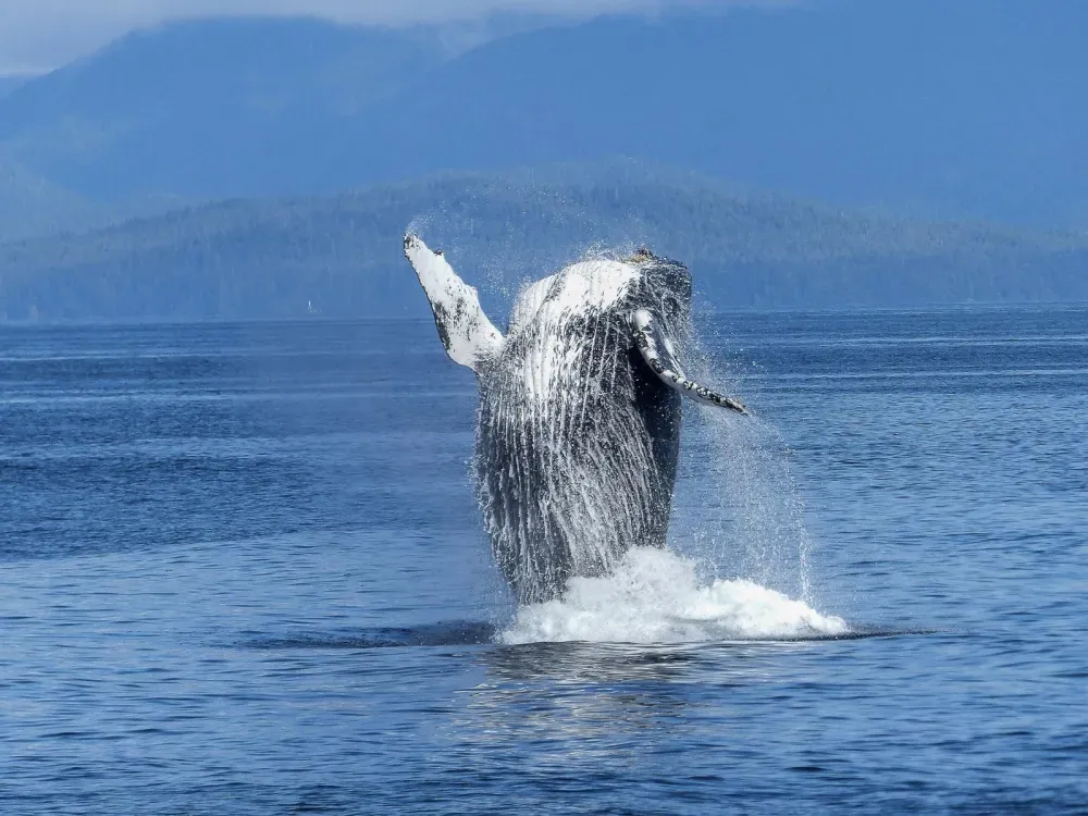 Sitka Sound Safari Wildlife Boat Tour - 2 Hours - 3