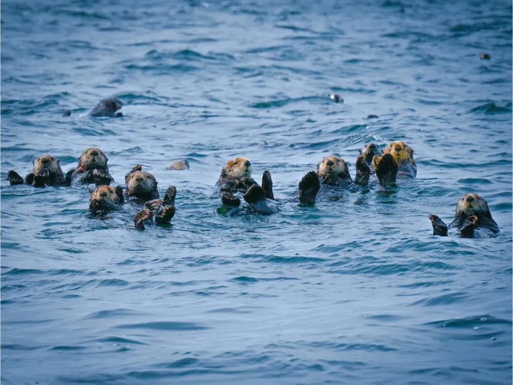 Sitka Sound Safari Wildlife Boat Tour - 2 Hours - 5