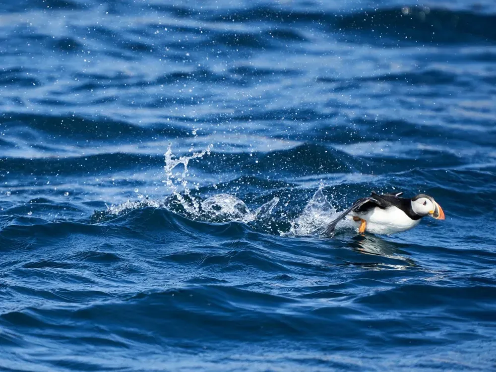 Sitka Sound Safari Wildlife Boat Tour - 2 Hours - 4