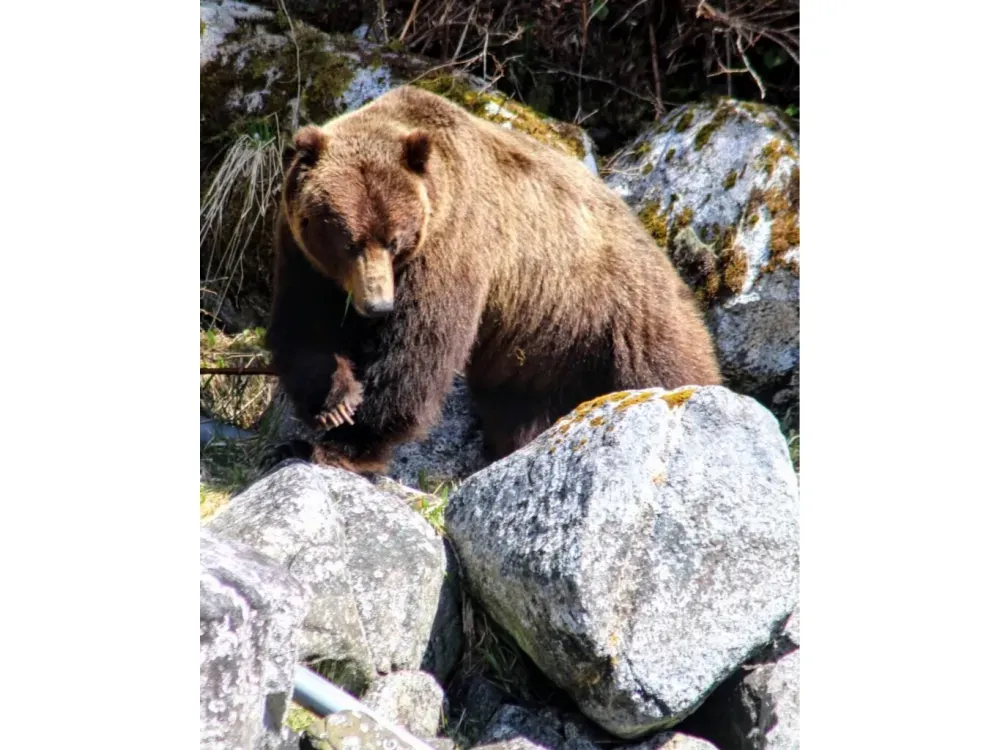Sitka Sound Safari Wildlife Boat Tour - 3 Hours - 3