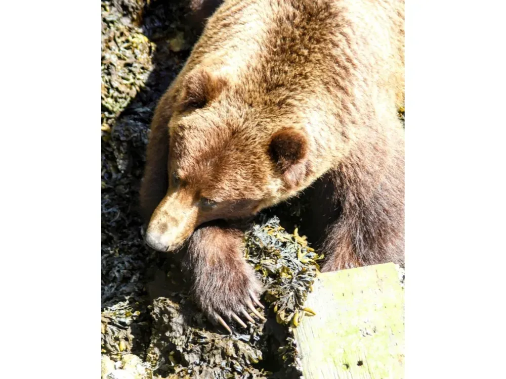 Sitka Sound Safari Wildlife Boat Tour - 3 Hours - 5