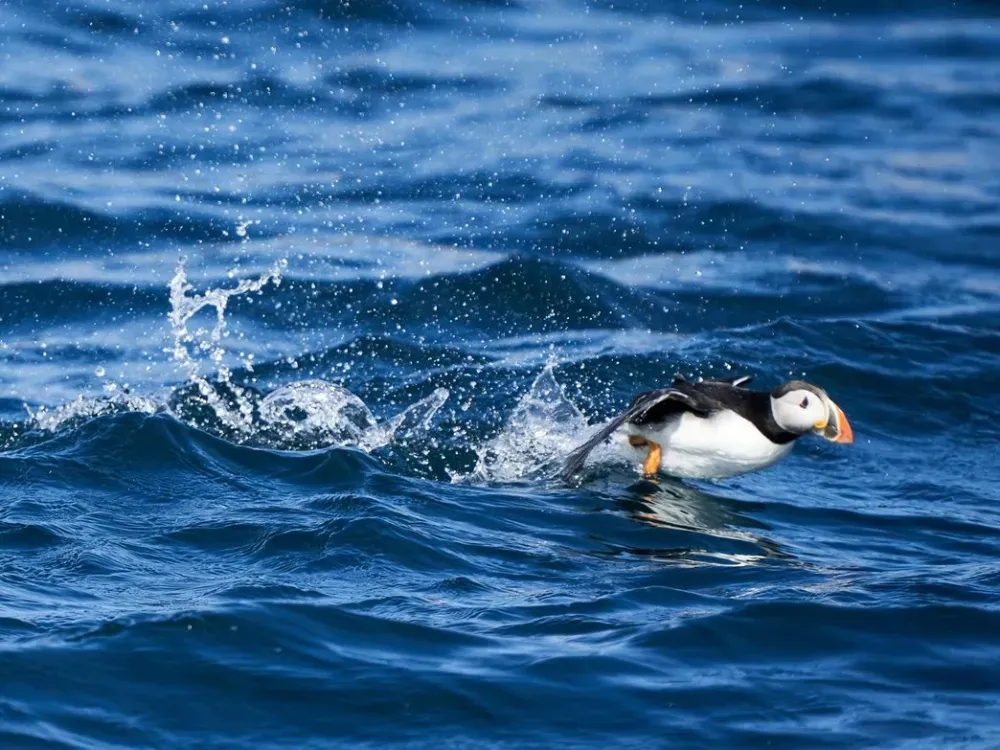 Sitka Sound Safari Wildlife Boat Tour - 3 Hours - 2