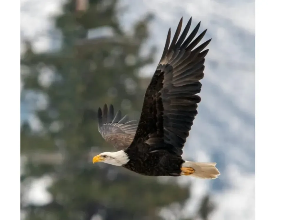 Sitka Sound Safari Wildlife Boat Tour - 4 Hours - 2