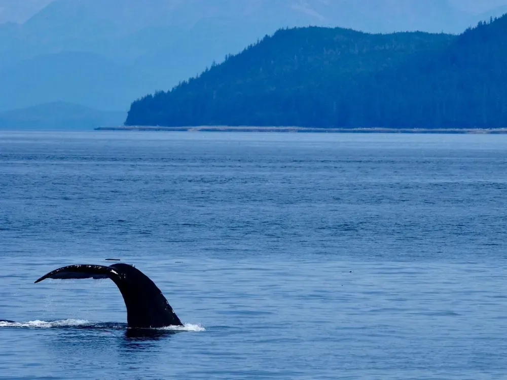 Sitka Sound Safari Wildlife Boat Tour - 4 Hours - 1