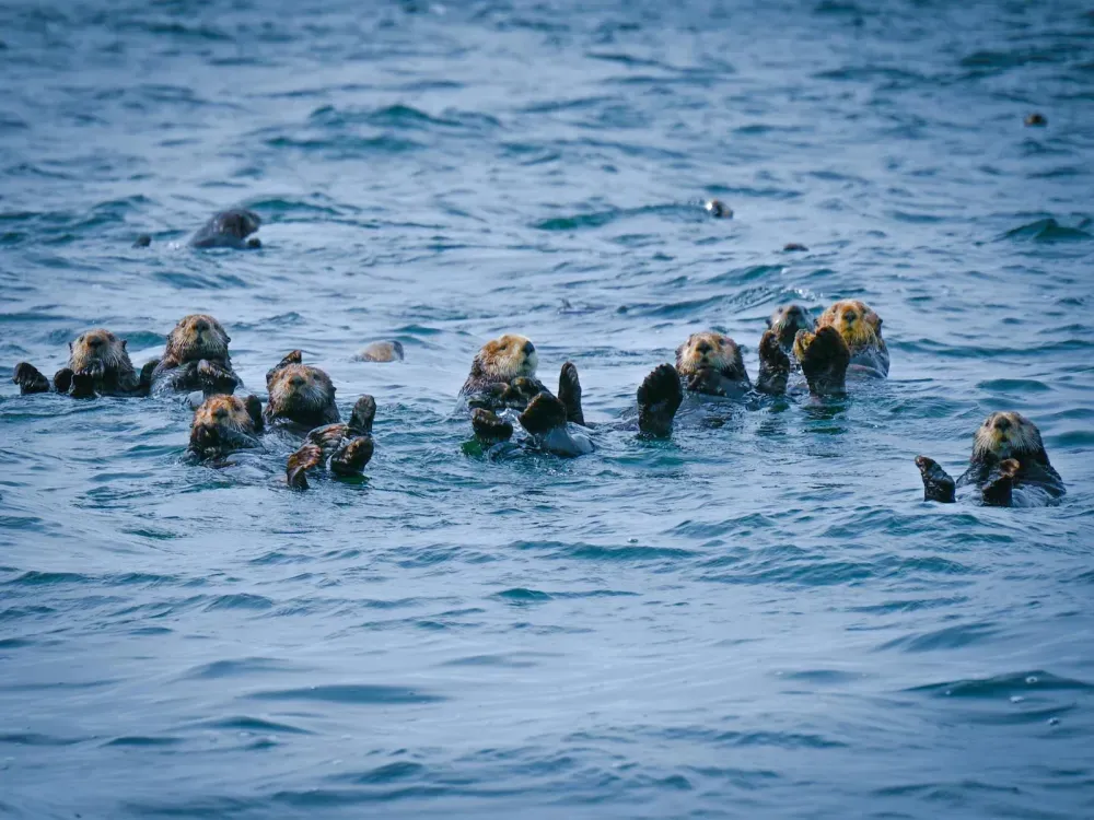 Sitka Sound Safari Wildlife Boat Tour - 4 Hours - 3