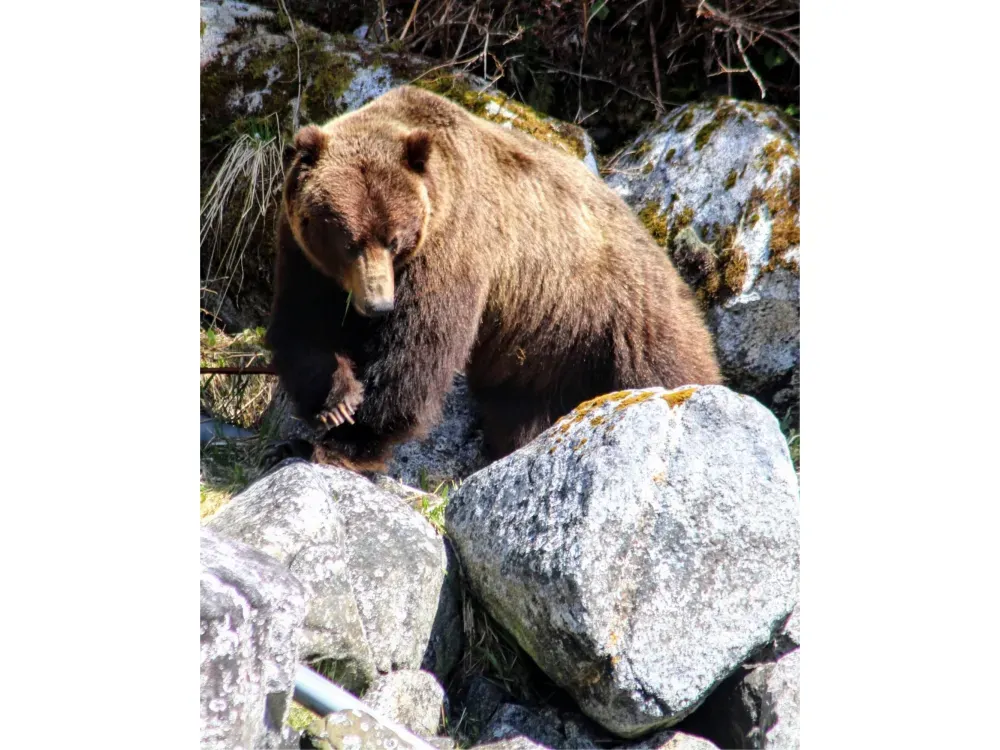 Sitka Sound Safari Wildlife Boat Tour - 4 Hours - 4