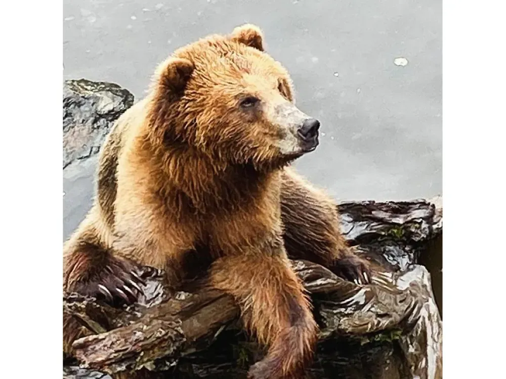 Bears, Eagles, & Beyond (Private Tour) - 4