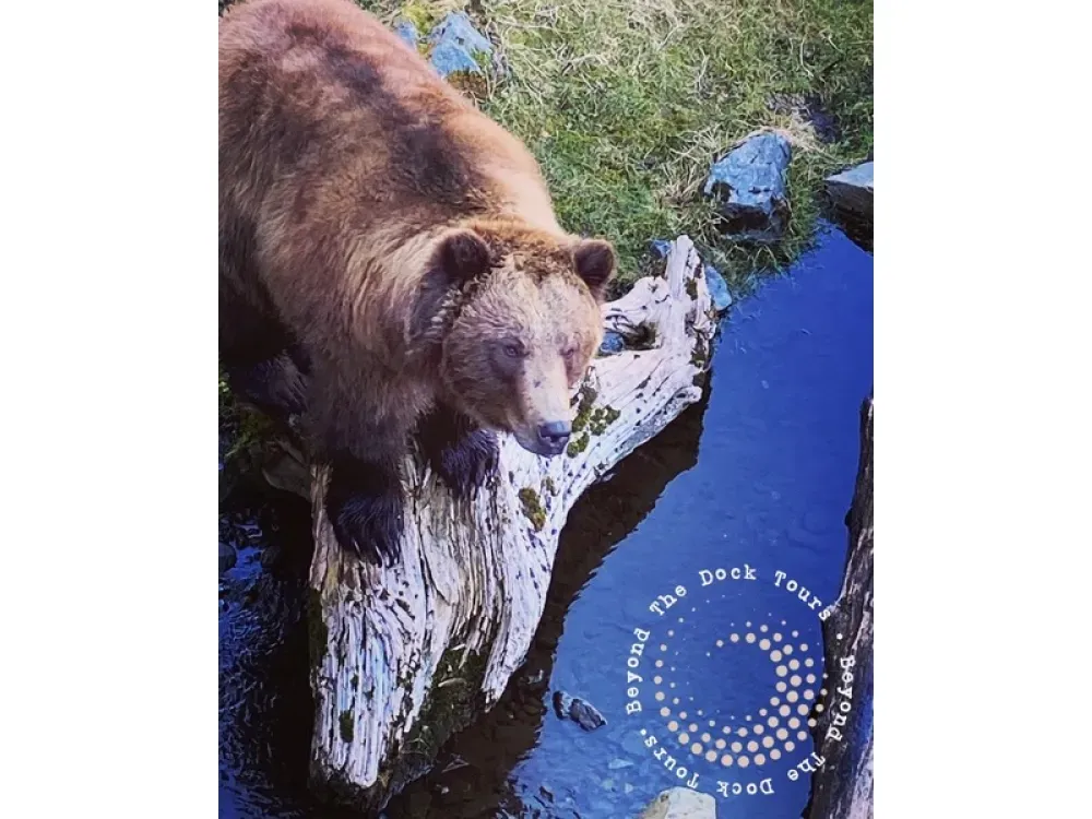 Bears, Eagles, & Beyond (Private Tour) - 2