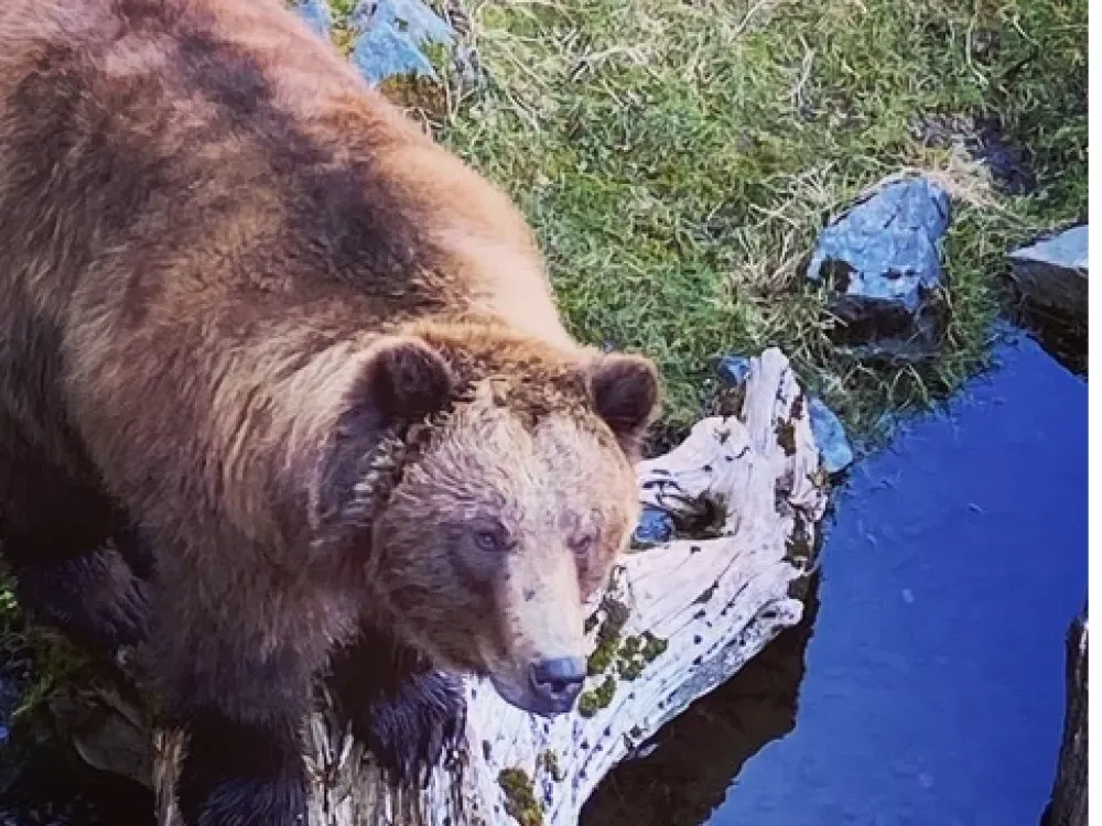 Wild & Scenic Sitka (Private Custom Tour) - 2