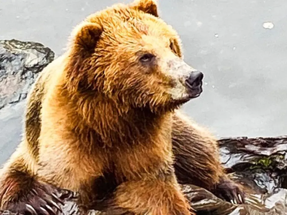 Wild & Scenic Sitka (Private Custom Tour) - 1