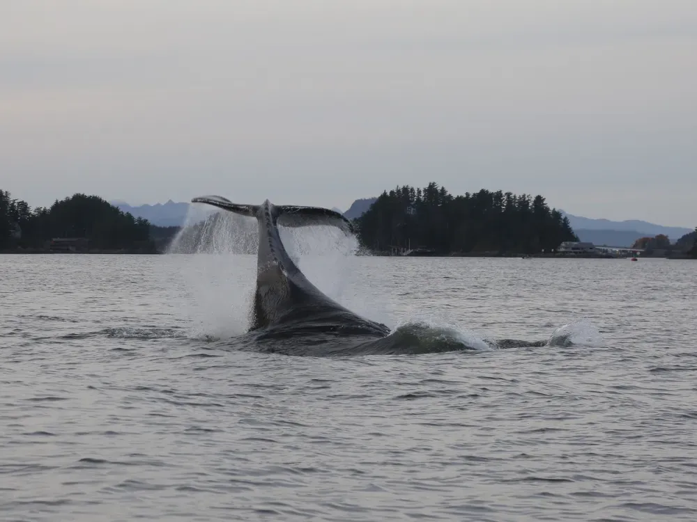Spring Whale Sightseeing (March / April) - 2