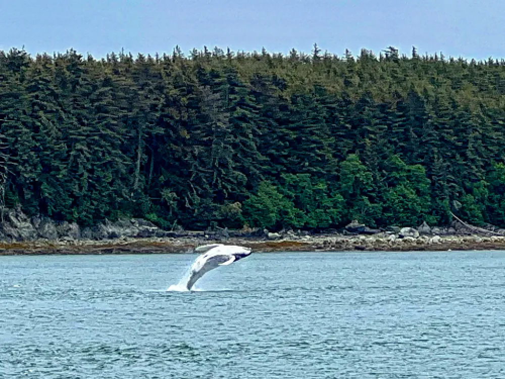 Juneau Lighthouse Tour - 3