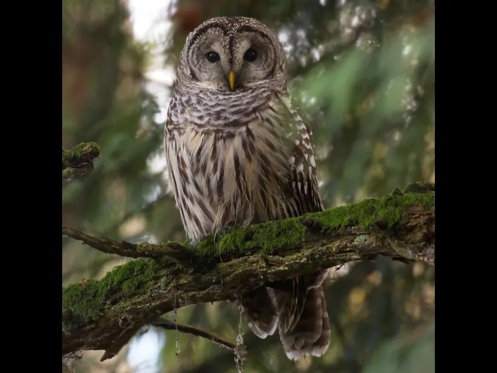 Barred Owl Bracelet - 2