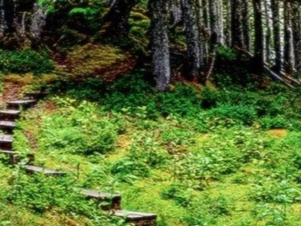 Guided Hike | TONGASS NATIONAL FOREST - 2