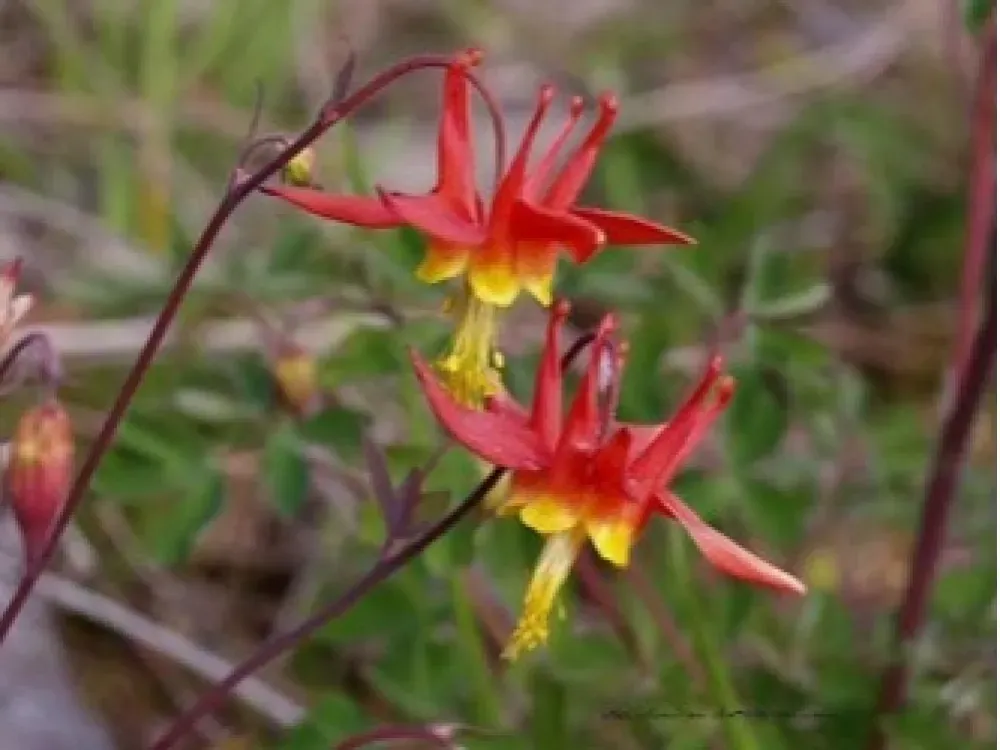 Guided Hike | TONGASS NATIONAL FOREST - 5