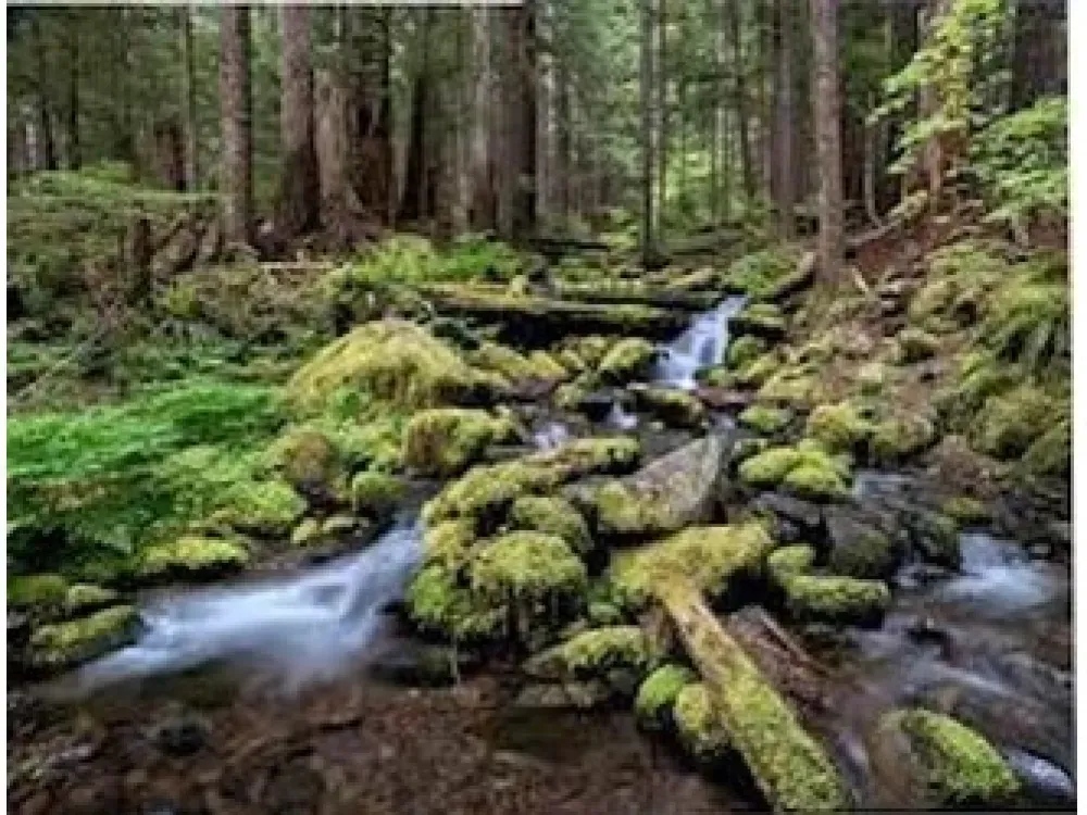 Guided Hike | TONGASS NATIONAL FOREST - 3