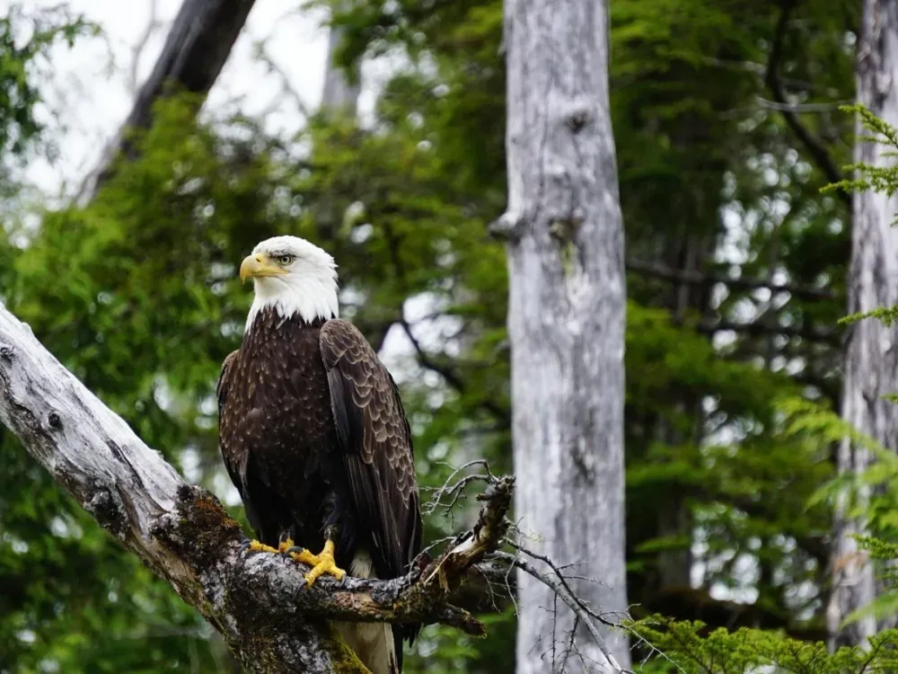 Private Alaska Ocean Wilderness Expedition - 3