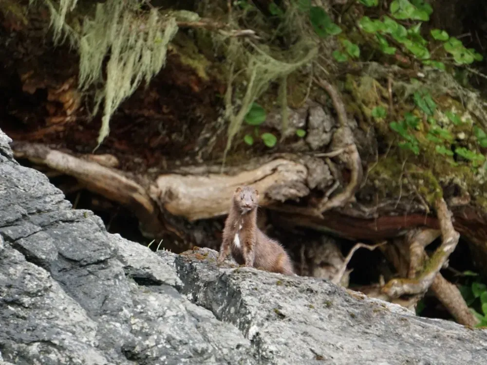 Private Alaska Ocean Wilderness Expedition - 5