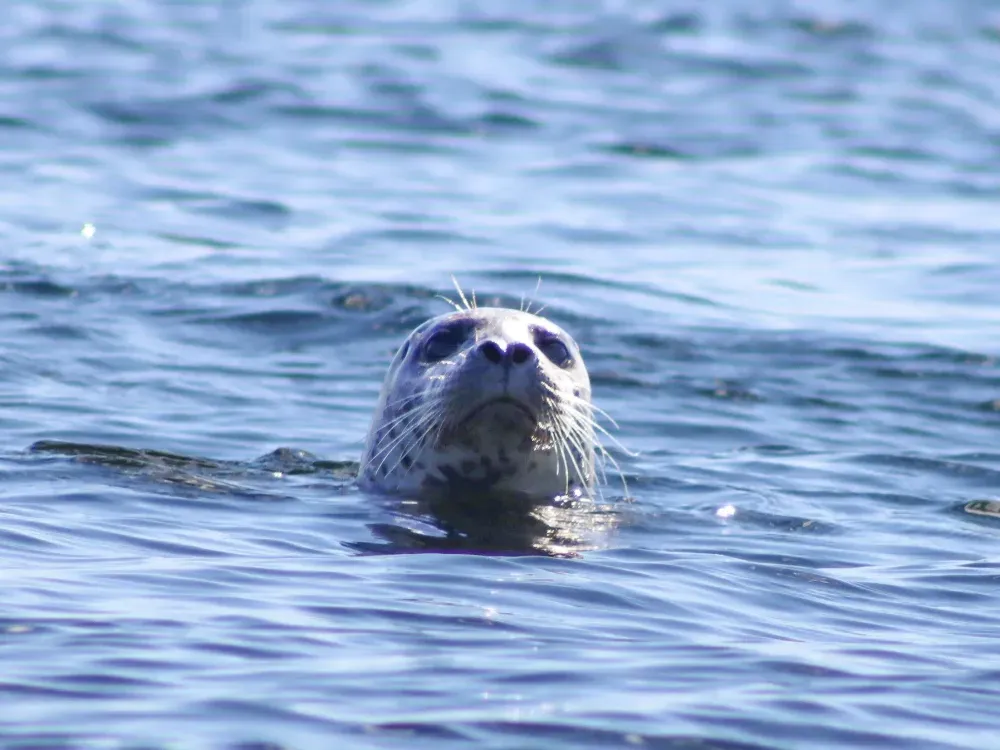 Private Alaska Ocean Wilderness Expedition - 4
