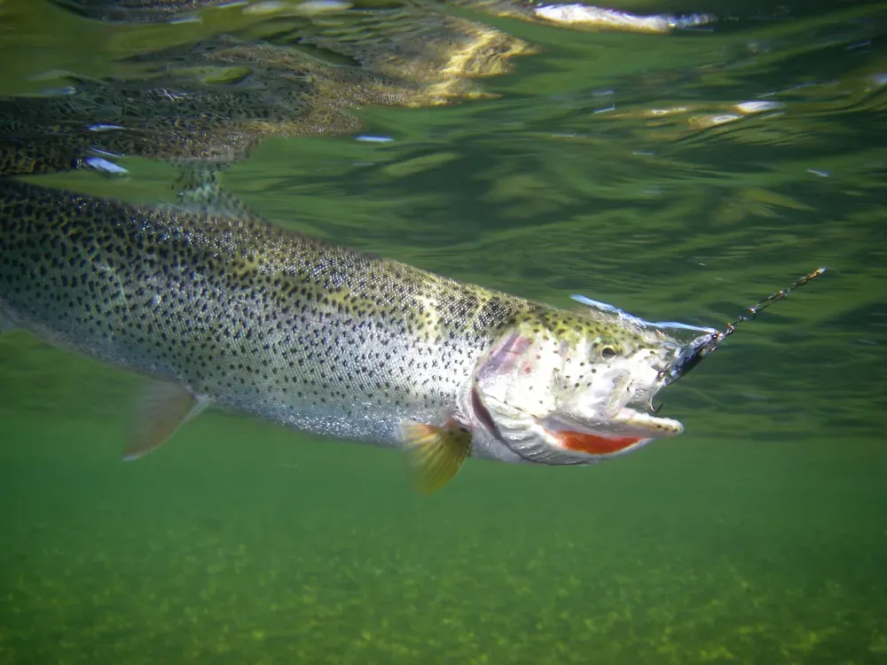 Stream Fishing Charter - 1