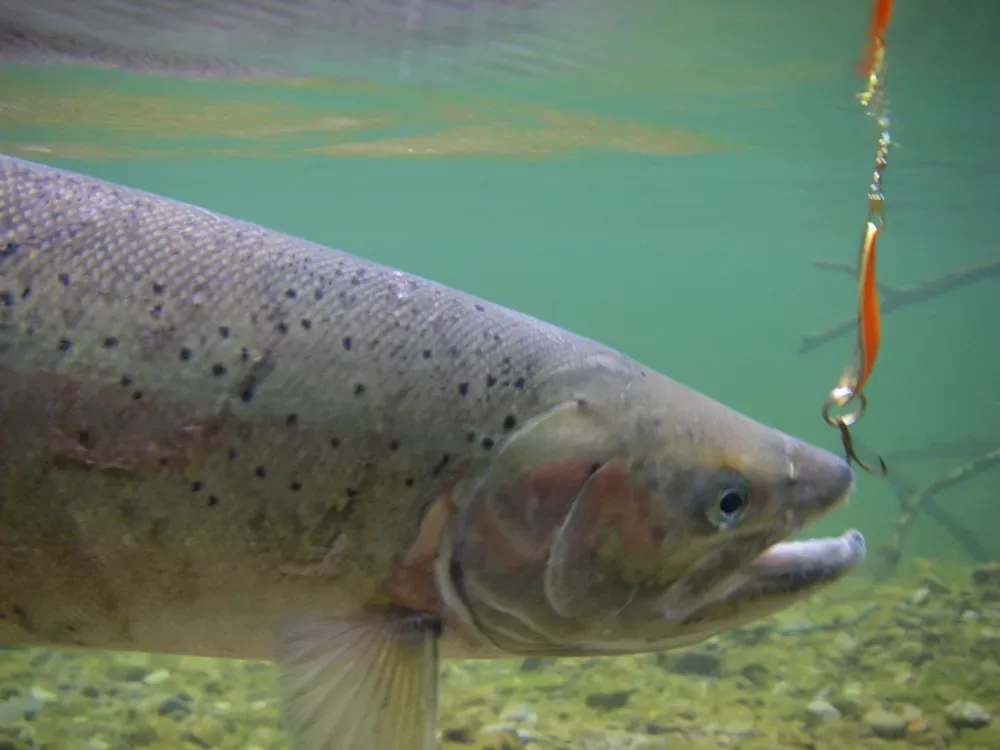 Stream Fishing Charter - 2
