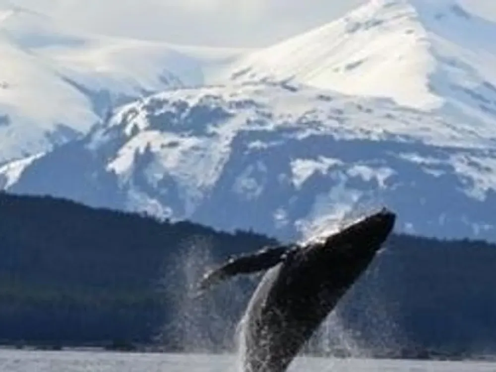 Private Whale Watching: for groups with 6+ Guests! - 2
